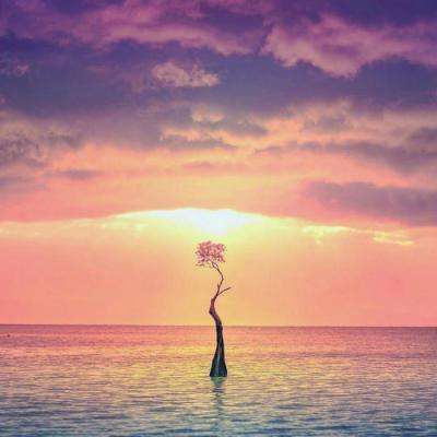 关于“开云电竞APP”截图